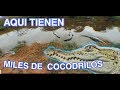 😃 MILES DE COCODRILOS 😮  GRANJA DE COCODRILOS 🐊