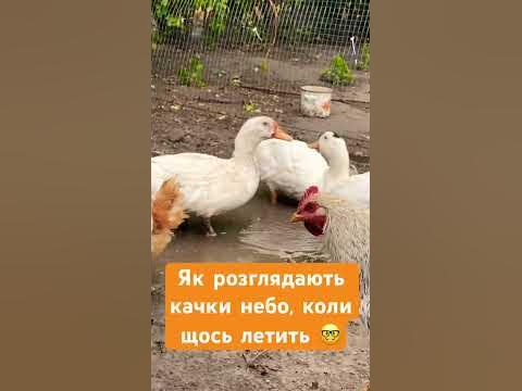 Як розглядають качки небо, коли щось летить #прикол #ферма #дача #село ...