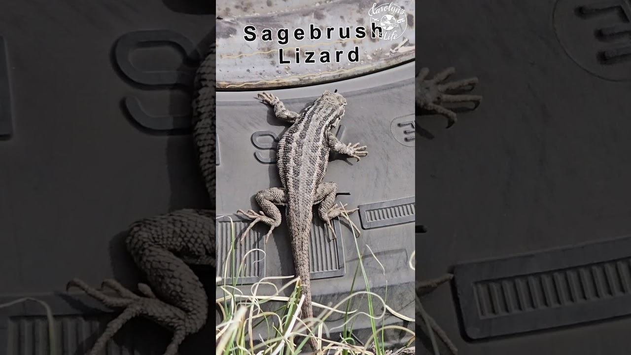 Wildlife in Camp Ely, NV/  