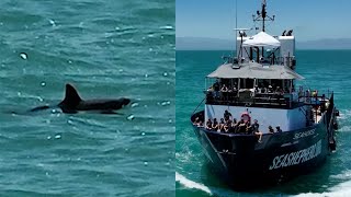 How the World's Rarest Marine Mammal Is Fighting to Hang On