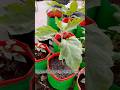 Eggplant grow tips using organic compost soil #eggplant #gardening #rooftopgarden #garden