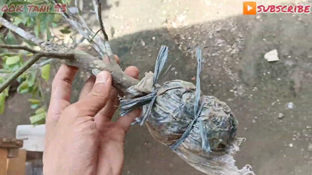 cara tanam cangkok jeruk limo.agar tidak mati. ini media tanamnya⁉️ #cangkok