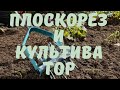 Плоскорез Фокина и ручной культиватор. Прополка, окучивание картофеля.