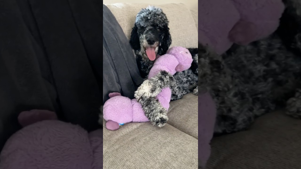 Legend Takes Squeaky Toys VERY Seriously 😂 #shorts