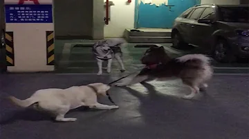 Golden Retriever Stops Dog Friend From Fighting Husky