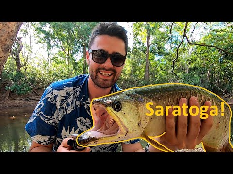 Cape York Fishing for Saratoga in the Upper Wenlock River