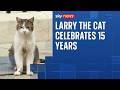 Larry the Cat celebrates 15 years in Downing Street