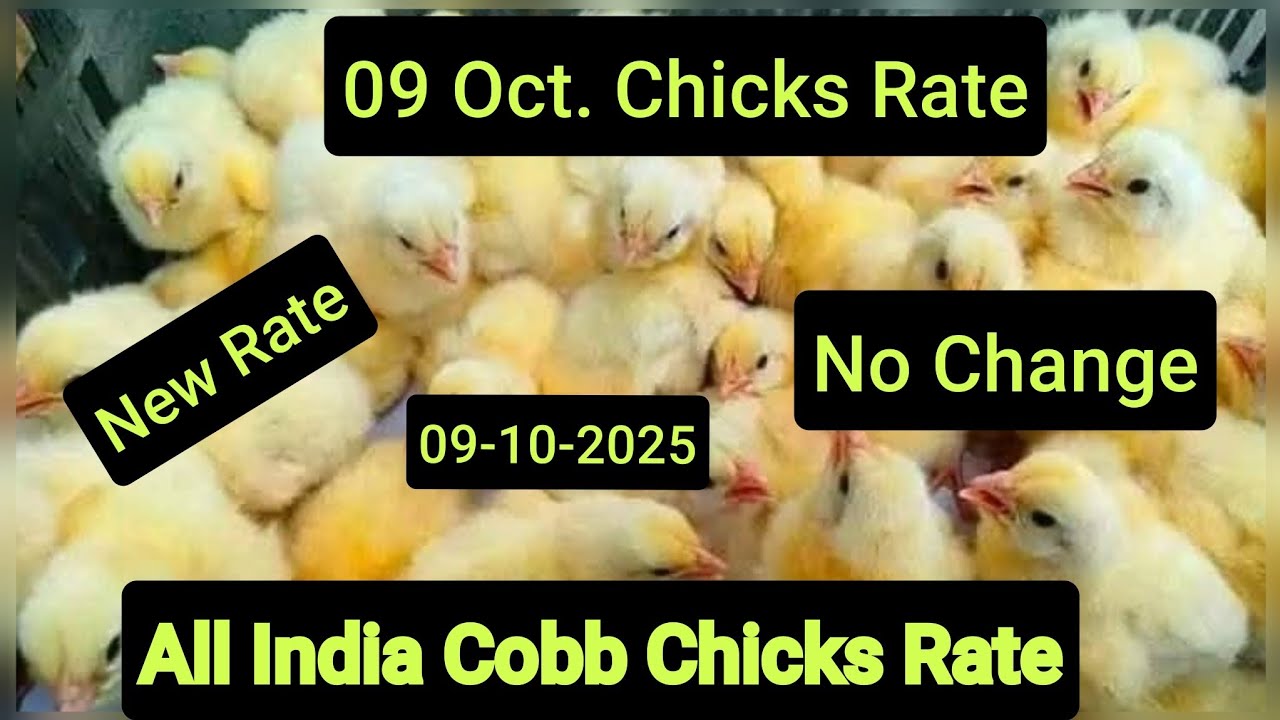 09 Oct. Chicks Rate Today  All India Update
