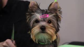 Yorkie Puppy Visits the Groomer Krya's First Appointment by Jack Armour 263 views 11 months ago 3 minutes, 55 seconds