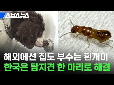 외래 <strong>흰개미</strong> 박멸 일등 공신★ 국내에 한 마리뿐인 <strong>흰개미</strong> 탐지견 초롱이를 만나봤습니다 / 스브스뉴스