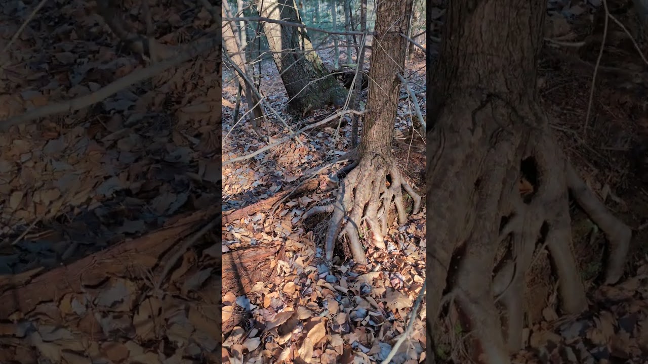 Tree roots growing around dead log - Hilltown Hikers