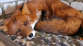 [English Subtitles] Updates on ALF the FOX