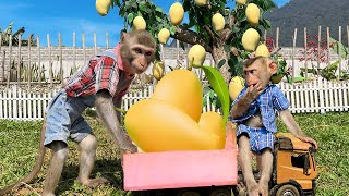 Smart Monkey Bim Bim Helps His Father Harvest Ripe Mangoes