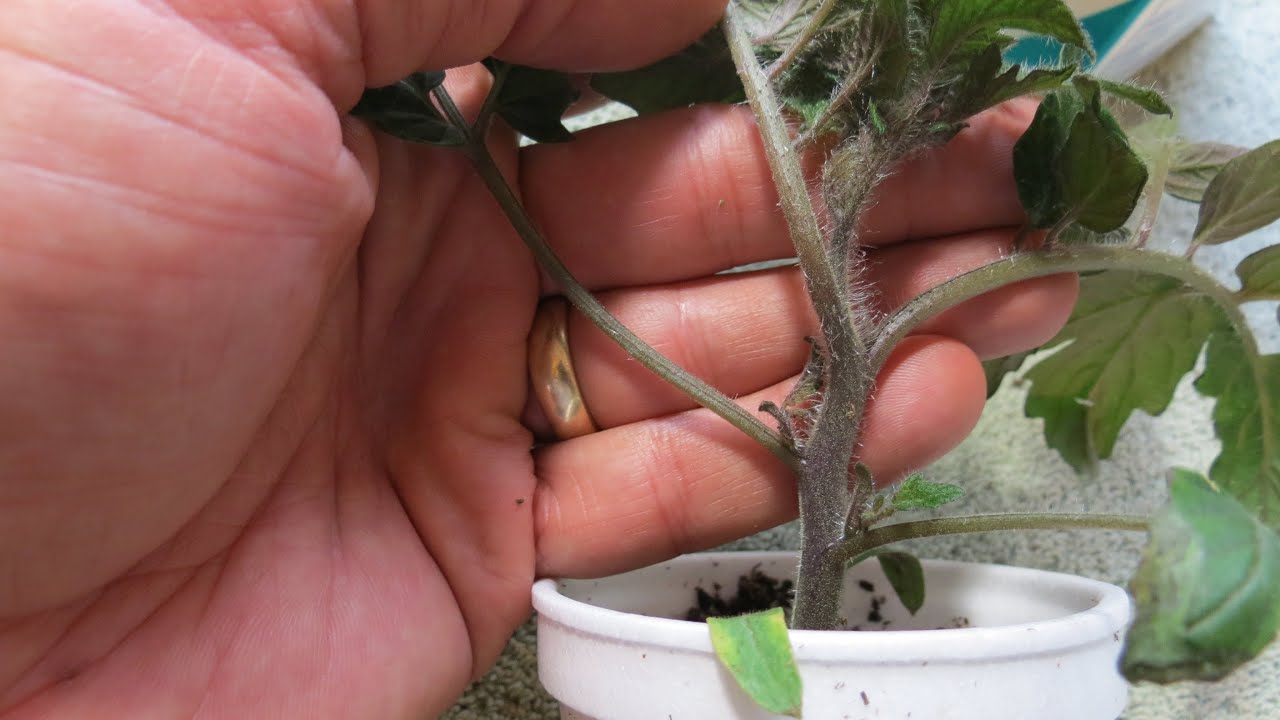 Why are my tomato leaves turning yellow?