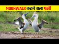 Moonwalk करने वाला पक्षी | Top 10 Birds with Best Mating Dances in the World