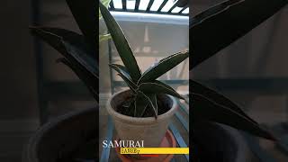 All My Sansevierias 