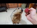 marmot funny chews rambutan for the first time