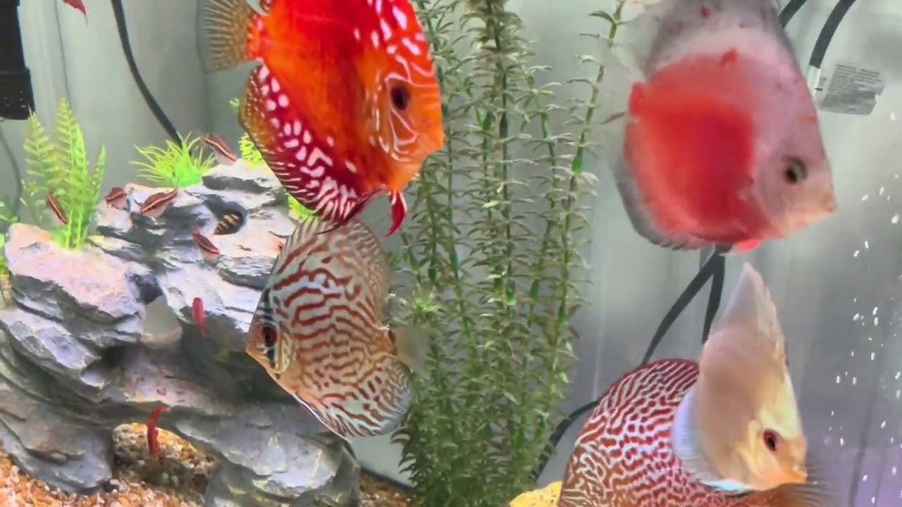 Insanely Cool! Discus Pack + Cherry Barbs Swimming Between Them