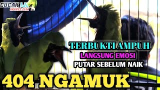 CUCAK IJO 404 NGAMUK, play 1 session before going up, it will definitely be EMOTIONAL, EASILY DIS...