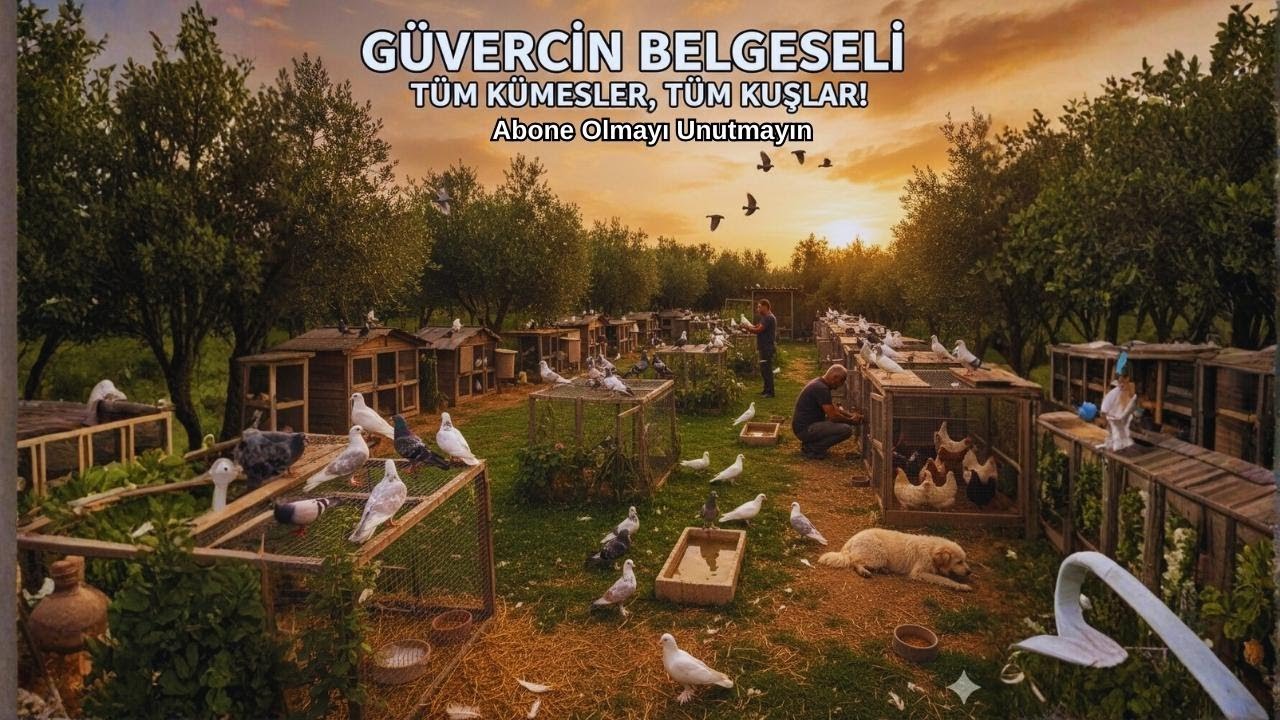 BELGESEL TADINDA GÜVERCİN GÖRÜNTÜLERİ TAKLACI GÜVERCİN SOYLARI