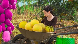 Harvesting grapefruit, red-fleshed papaya to sell at the market - How to make Pomelo Sweet Soup