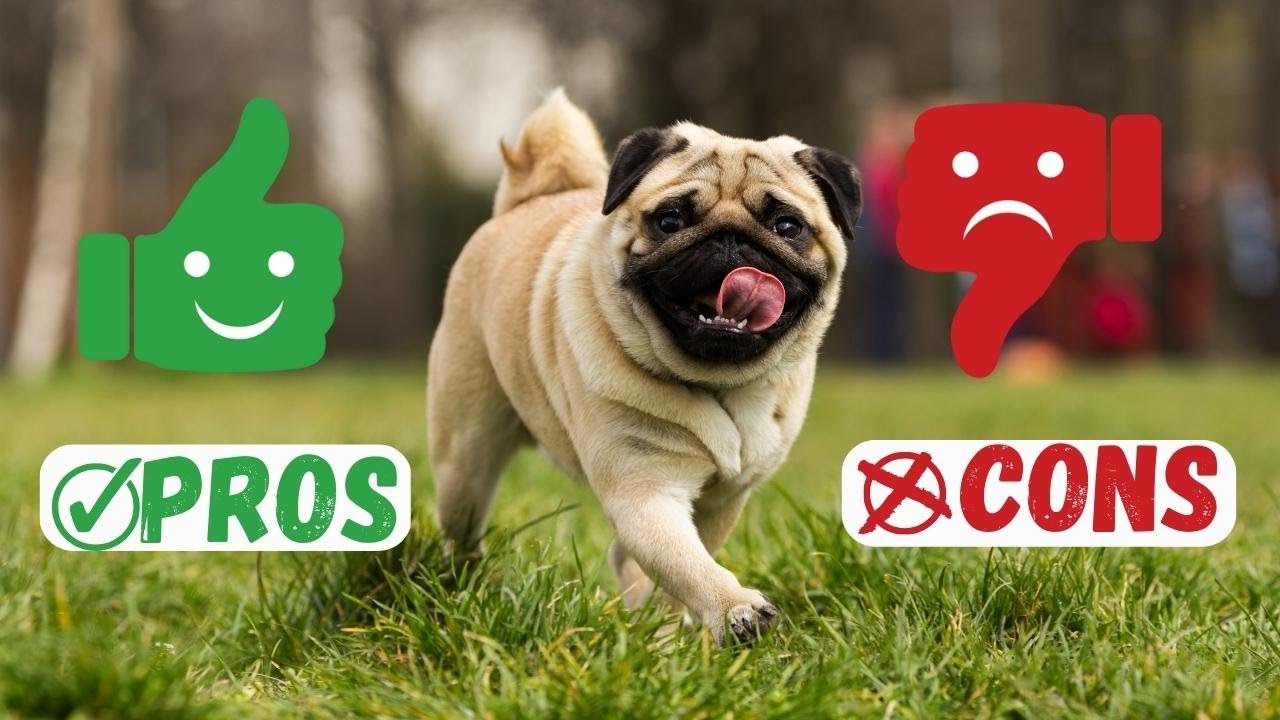The Pug Dilemma: Weighing the Pros and Cons of Owning a Pug