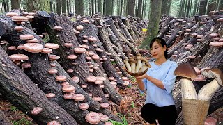 How I Grow Millions of Giant Shiitake Mushrooms in the Forest Harvesting mountain shiitake mushrooms