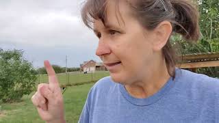 fencing in a flower bed to keep the cats out by Wildflower Farm 41 views 8 months ago 5 minutes, 35 seconds