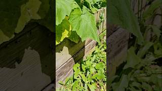 HELP PLEASE! TERMITES EVERYWHERE! #garden #help #termites #freerangechickens #advice