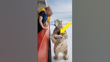 Heartwarming rescue of polar bear mom by volunteers in harsh Arctic.