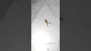 I See Scorpion In My House
