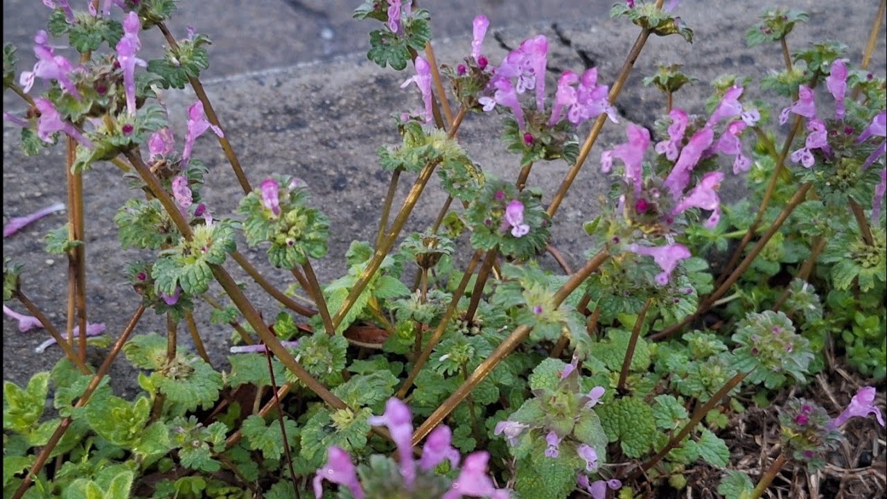 В Америке не празднуют 8 Марта, Обычный день, Воскресенье- иду на работу, Время перевели на Летнее☺️