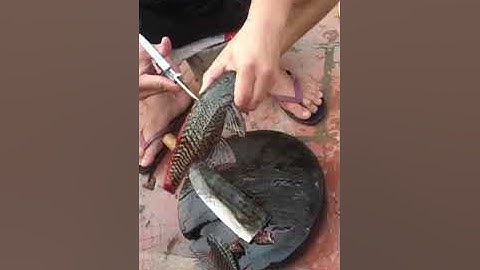 Cách mổ cá lau kính ( dọn bể) nhanh nhất