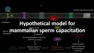 Sperm capacitation in mammal