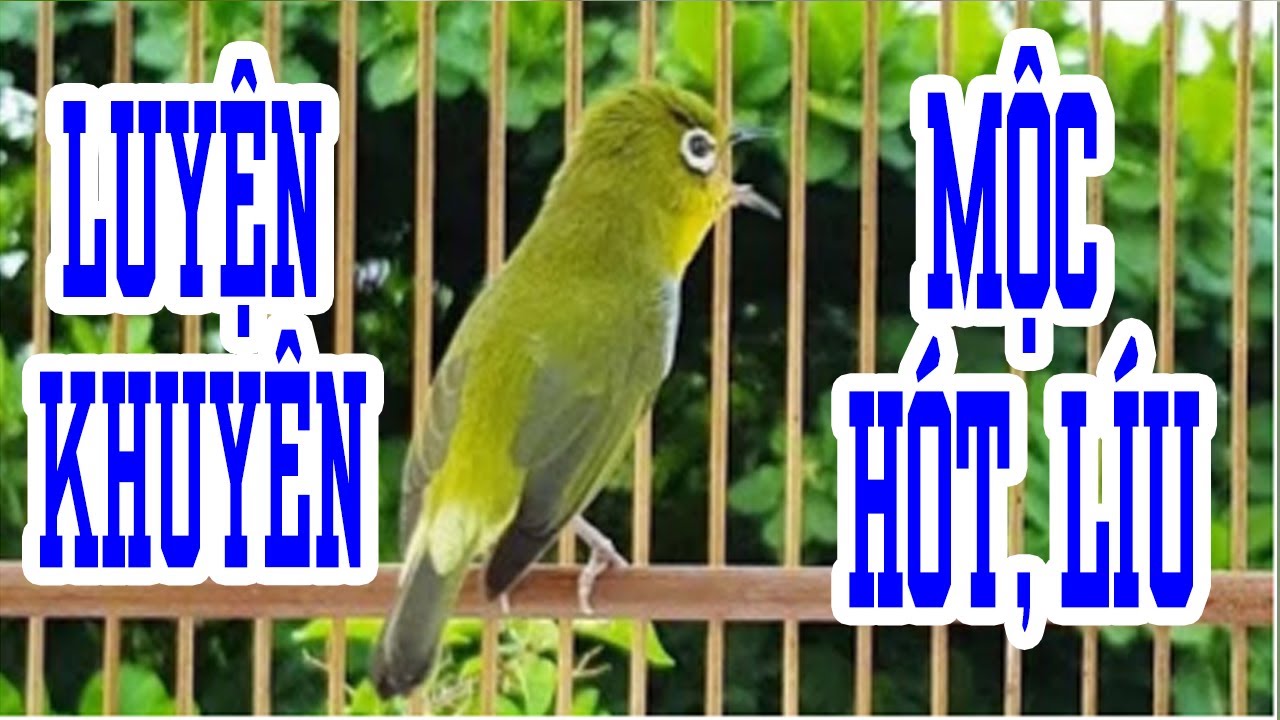 Tiếng chim Vành khuyên già rừng líu nhiều giọng hay - Chim vành khuyên líu đấu cực hay