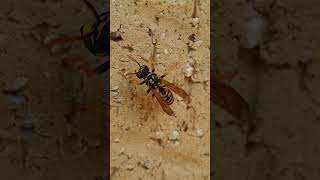 European Paper Wasp - Polistes dominula by Western Australian Insect Study Society 589 views 1 year ago 1 minute, 9 seconds