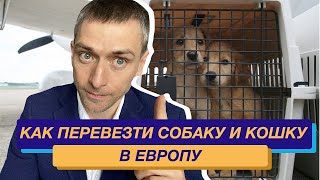 Перевезти собаку и кошку в Европу