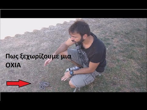 Βίντεο: Πώς να πείτε ένα φίδι από μια οχιά