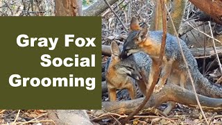 Wildlife Behavior Analysis | Gray Fox Social Grooming