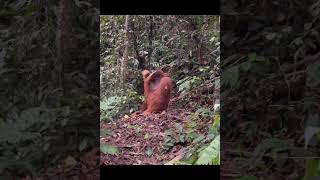 Male Orangutan Sitting Down.