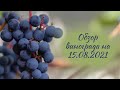 Обзор винограда на 15.08.2021