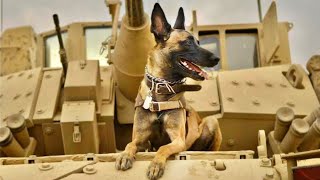 ‏‎  كلب عسكري أنقذ آلاف الأمريكان ضد المقاومة العراقية في حرب العراق🇮🇶(قصة حقيقية)