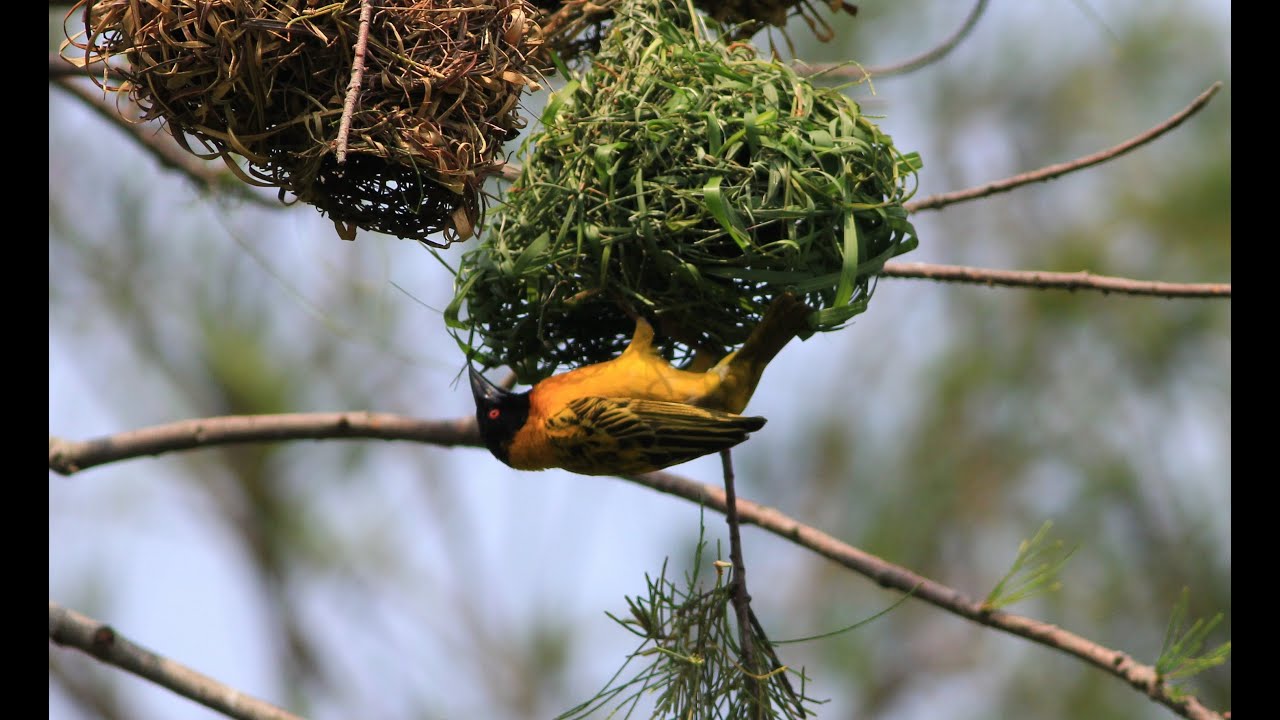 Village Weaver YouTube