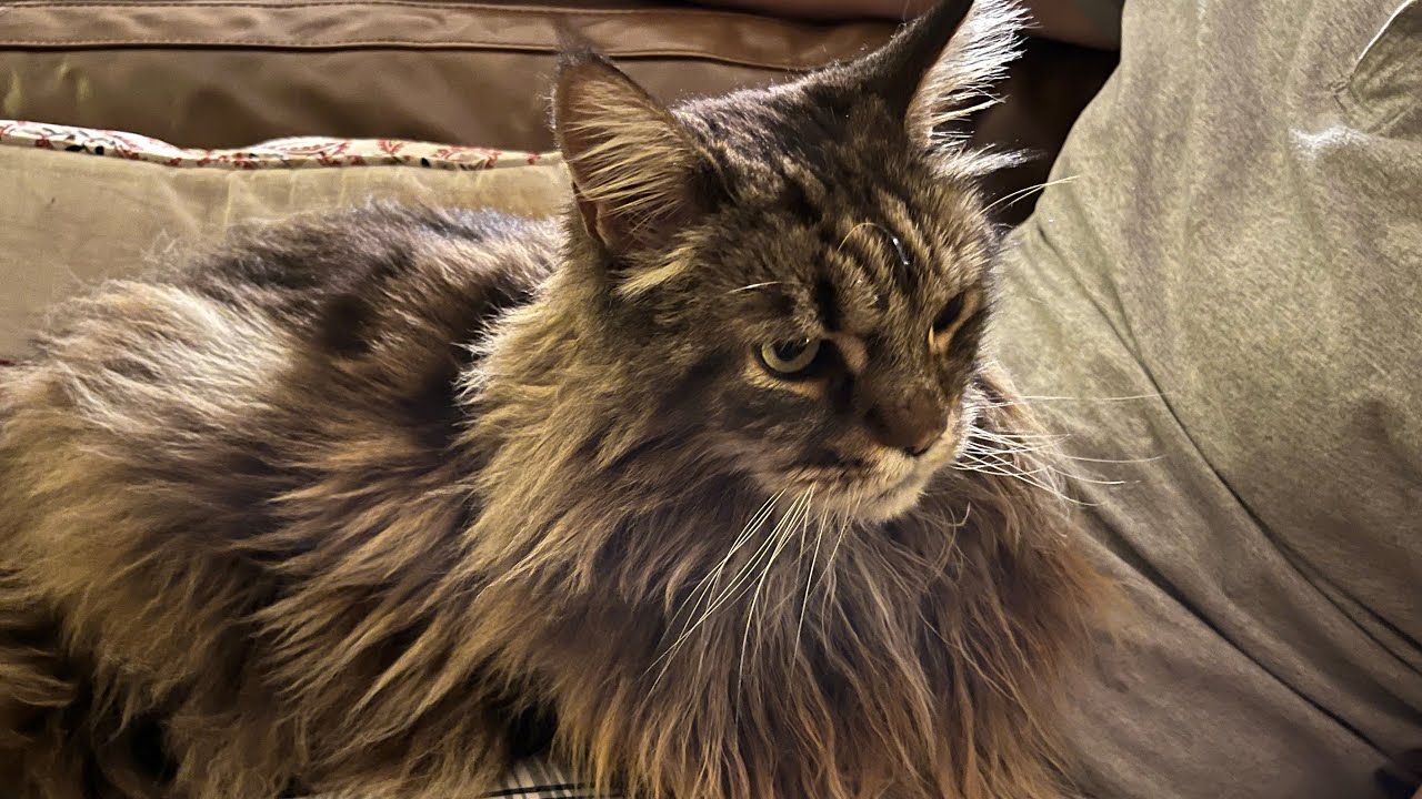 Giant Maine Coon Cat Decides He’s A Lap Cat! YouTube