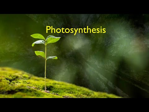 Video: Maaari bang umiral ang buhay nang walang photosynthesis?