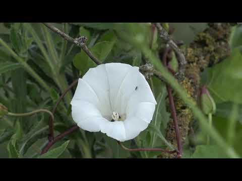 Beautiful Relaxing Music, Peaceful Soothing Instrumental Music, Great Relaxing Music Beautiful birds