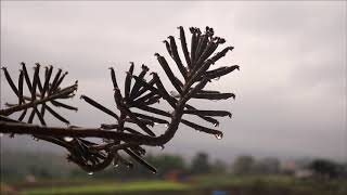 hujan (background video)
