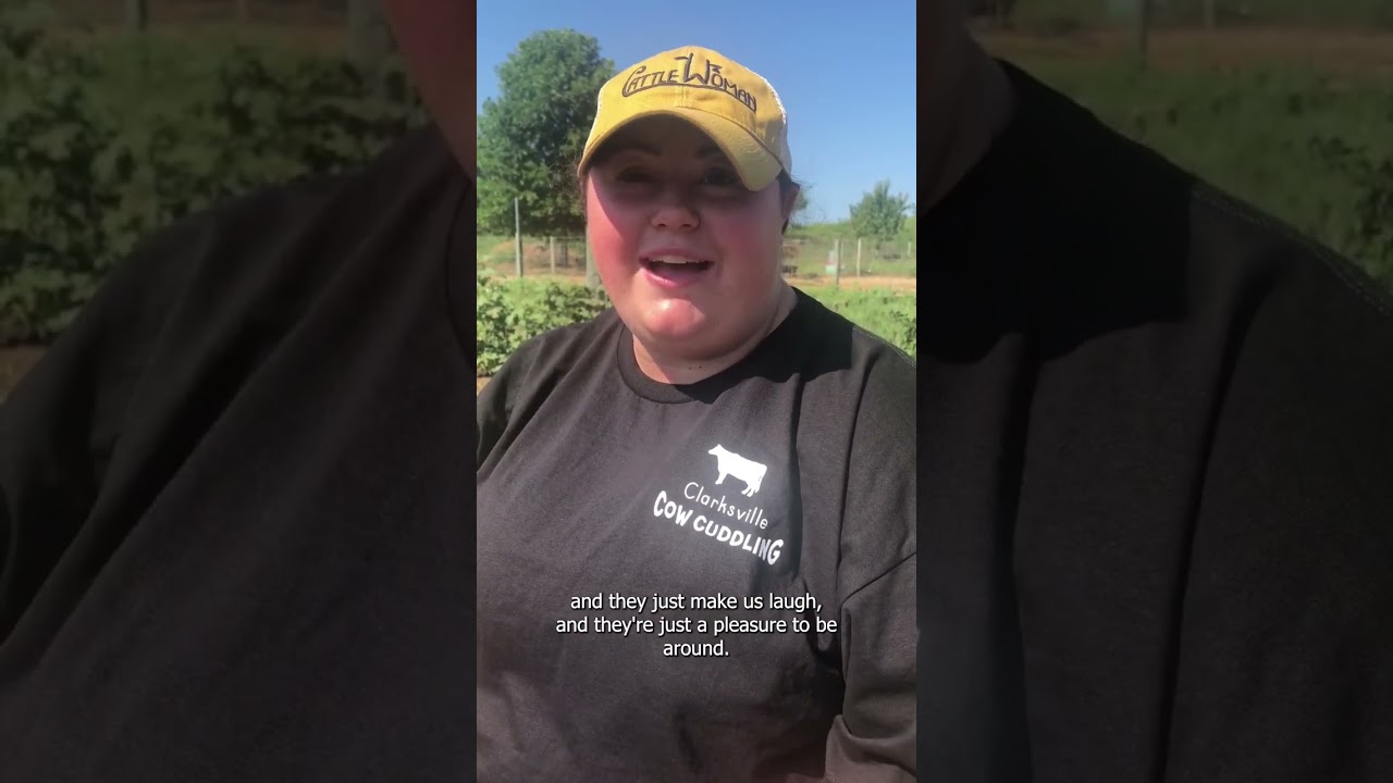 Need to relax? Consider cuddling with a cow in Ellicott City 