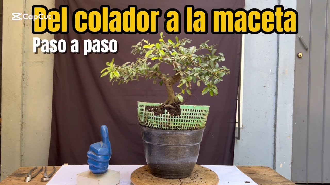 Del colador a la maceta!!! paso a paso