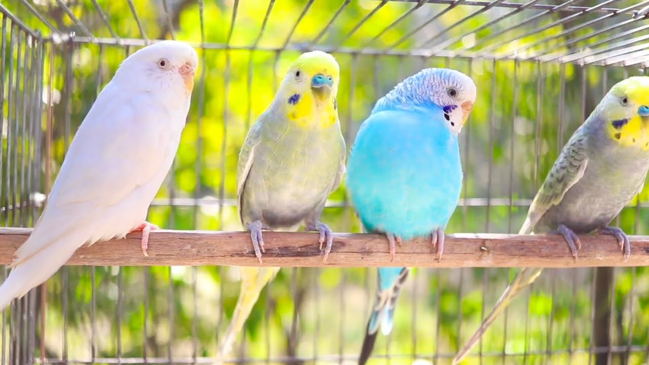 Most POPULAR-10 HOURS Budgie Sounds for Lonely Parakeets-Lemon and Lola